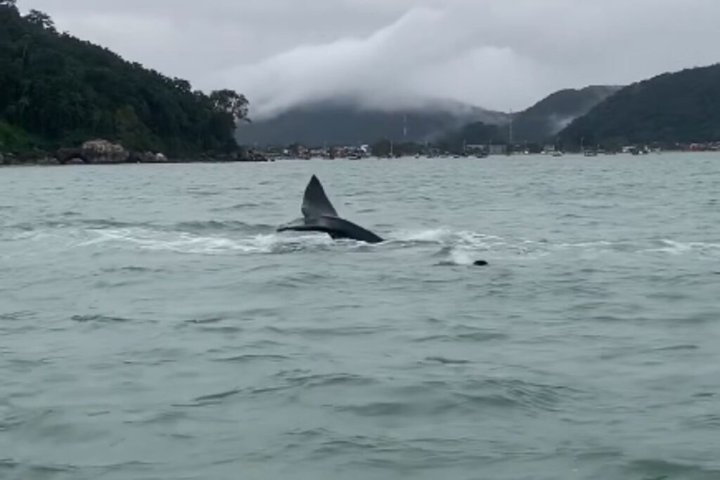 baleias-jubarte-encantam-pescadores-no-litoral-de-sao-paulo