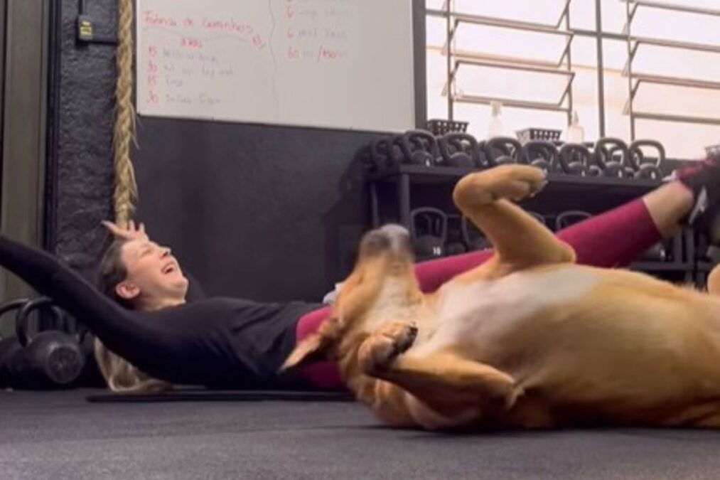 Vira-lata rouba a cena ao imitar treinos em academia pet friendly
