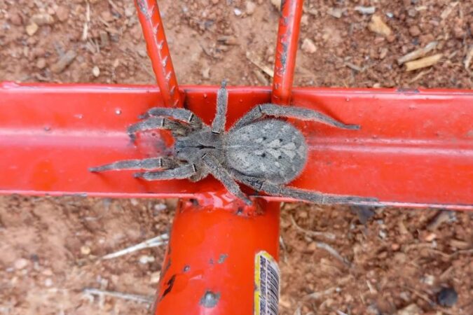 como-se-proteger-da-picada-de-armadeira,-aranha-mais-temida-do-brasil