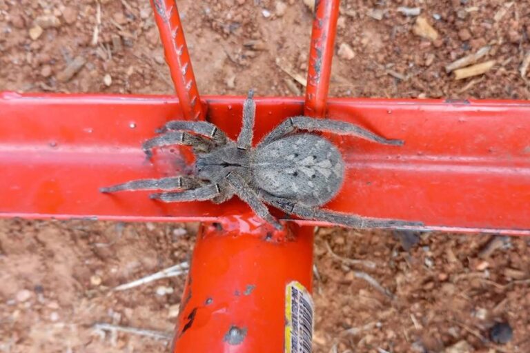 como-se-proteger-da-picada-de-armadeira,-aranha-mais-temida-do-brasil
