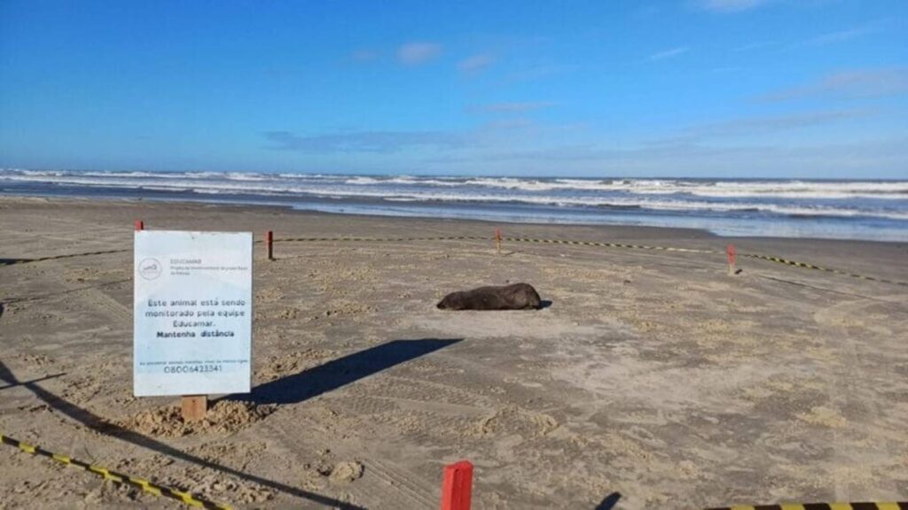 video:-lobos-marinhos-sao-flagrados-tomando-sol-em-praias-do-sul-de-sc