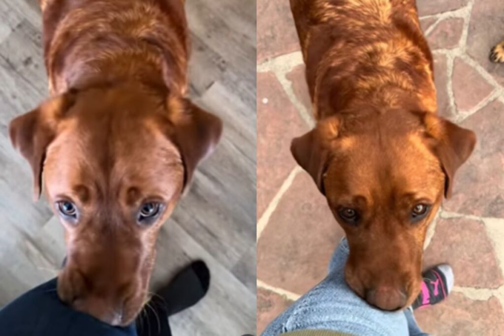 cao-“cutucador”-reprovado-para-trabalhar-como-pet-de-servico-e-adotado