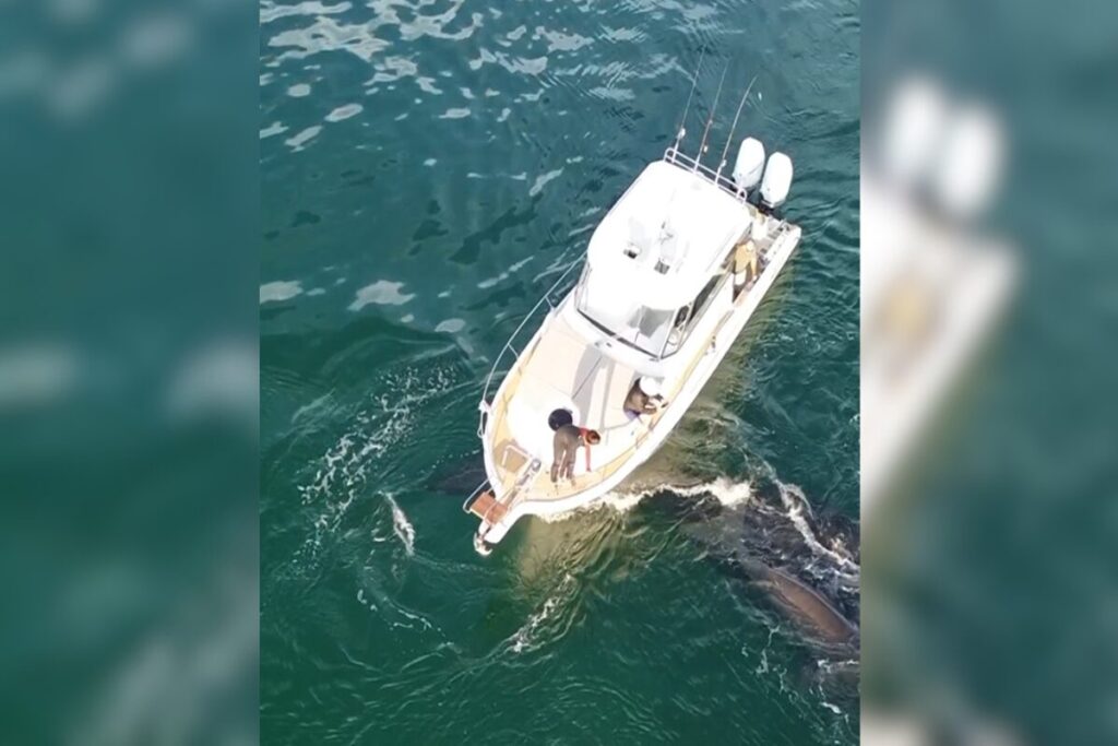 dono-de-barco-que-atropelou-baleia-e-encontrado-e-multado-em-r$-12-mil