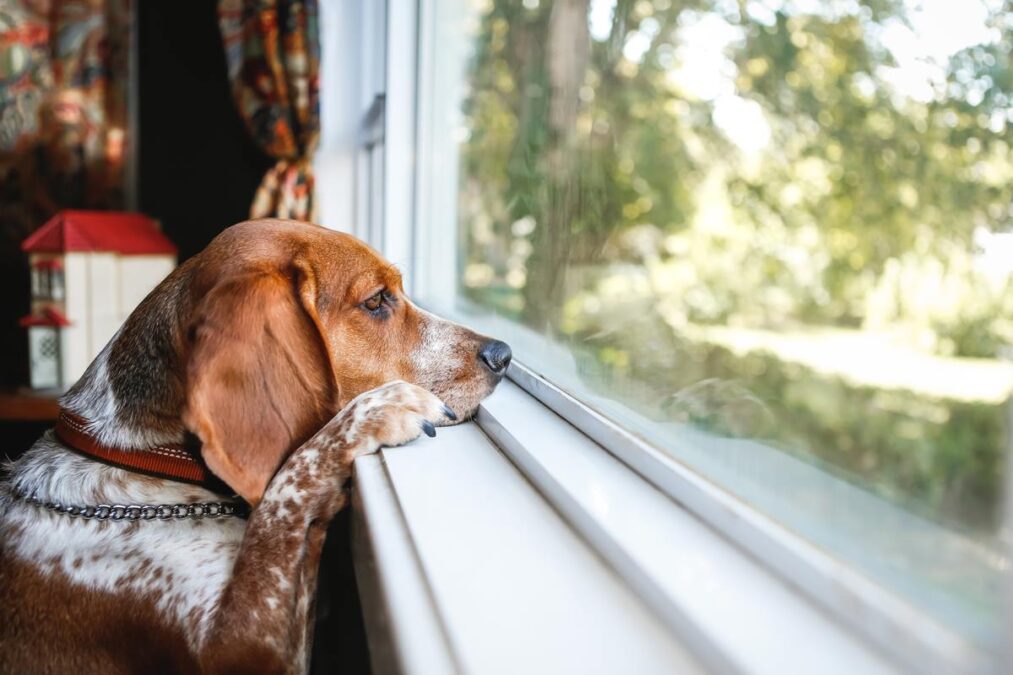 Ausência do tutor pode causar depressão no cachorro? Ciência responde