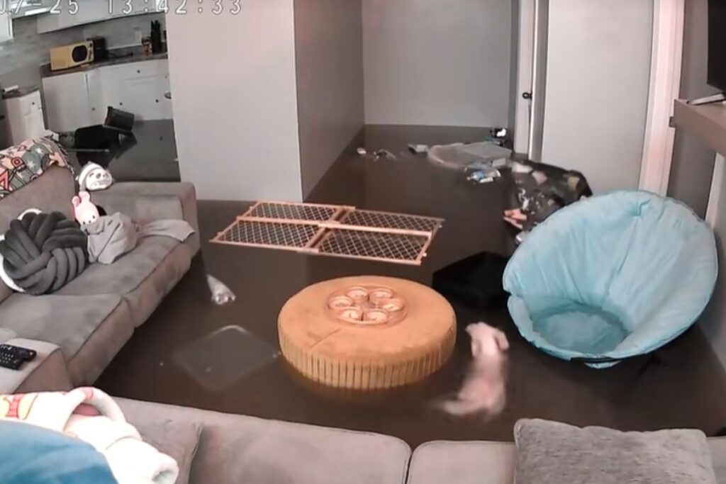 mulher-tem-apartamento-inundado-e-cadela-nada-no-meio-da-sala