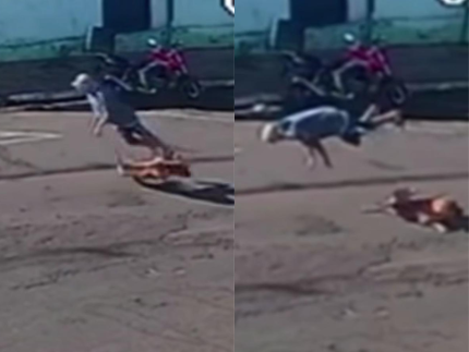 idoso-e-internado-em-estado-grave-apos-ser-“atropelado”-por-cachorro-em-sp