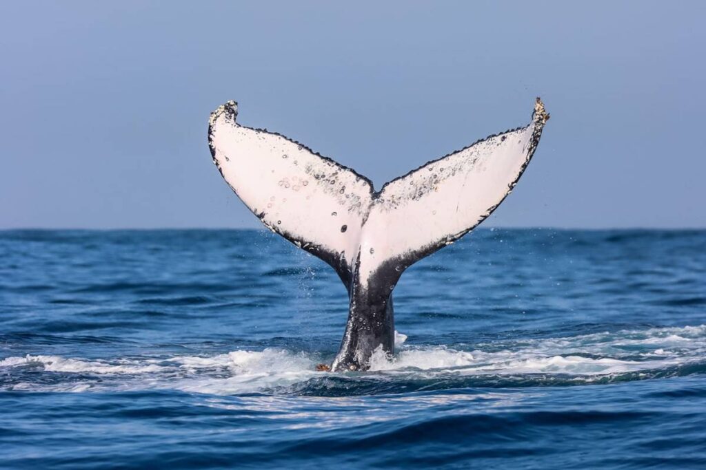 baleias-retomam-espacos-onde-quase-foram-extintas-no-brasil