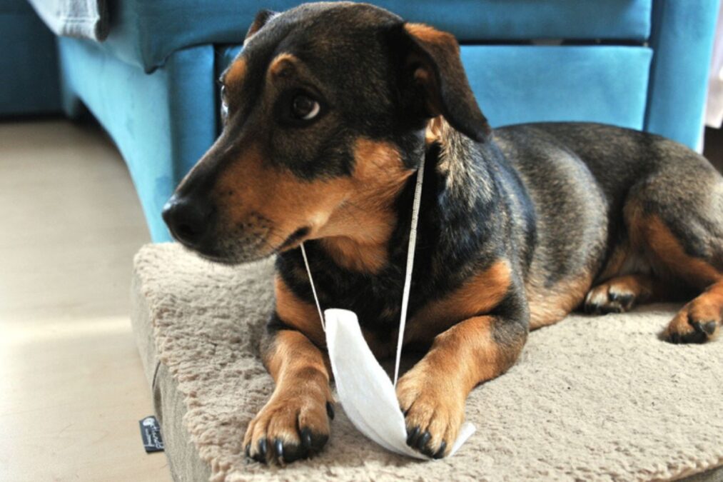 Gripe em cães: saiba os principais sinais e como funciona o contágio