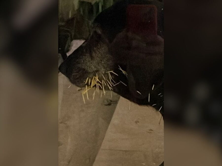 Cadela de Tatá Werneck morde porco-espinho e assusta a família. Veja foto