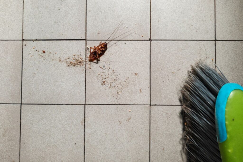 infestacao:-como-descobrir-se-ha-ninhos-de-baratas-em-casa