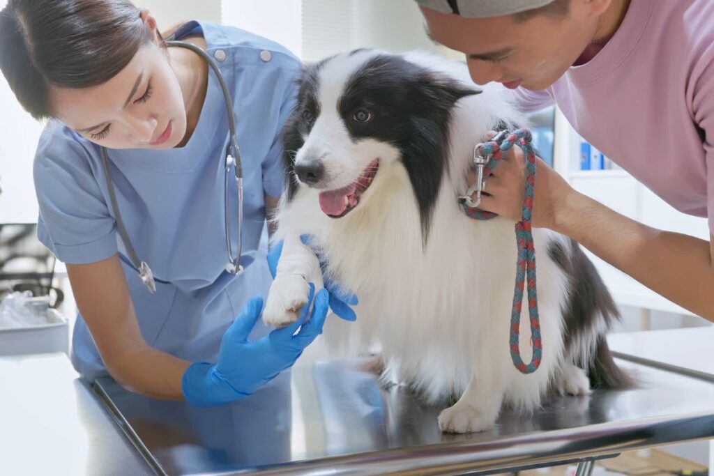 escorpiao-amarelo:-o-que-fazer-se-o-seu-pet-for-picado-pelo-aracnideo