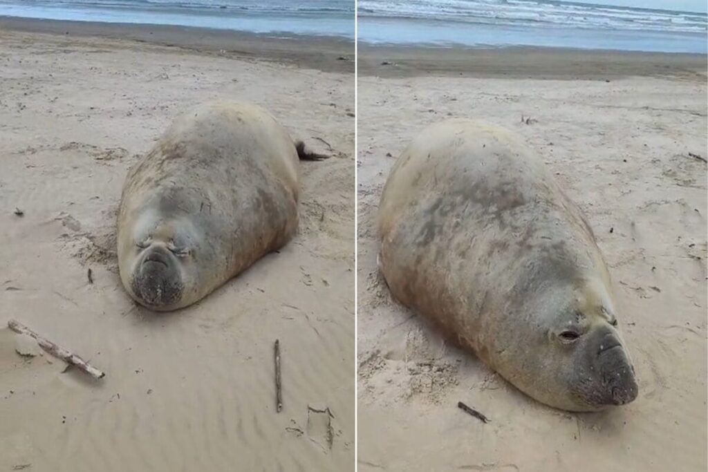 homem-e-multado-apos-importunar-elefante-marinho-em-praia-de-sc