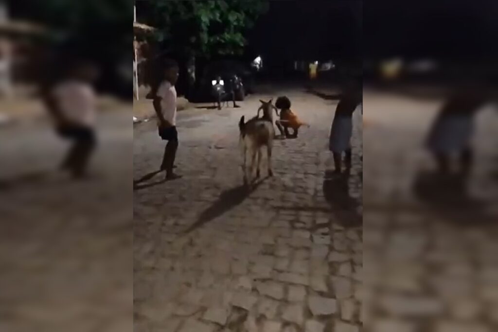 bode-viraliza-ao-brincar-de-“batatinha-frita-1,-2,-3”.-video