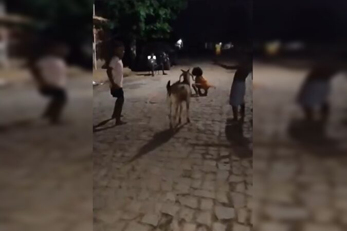 bode-viraliza-ao-brincar-de-“batatinha-frita-1,-2,-3”.-video
