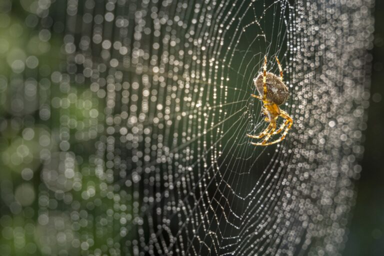 arquitetura-de-teias-de-aranha-revela-milhoes-de-anos-de-engenhosidade