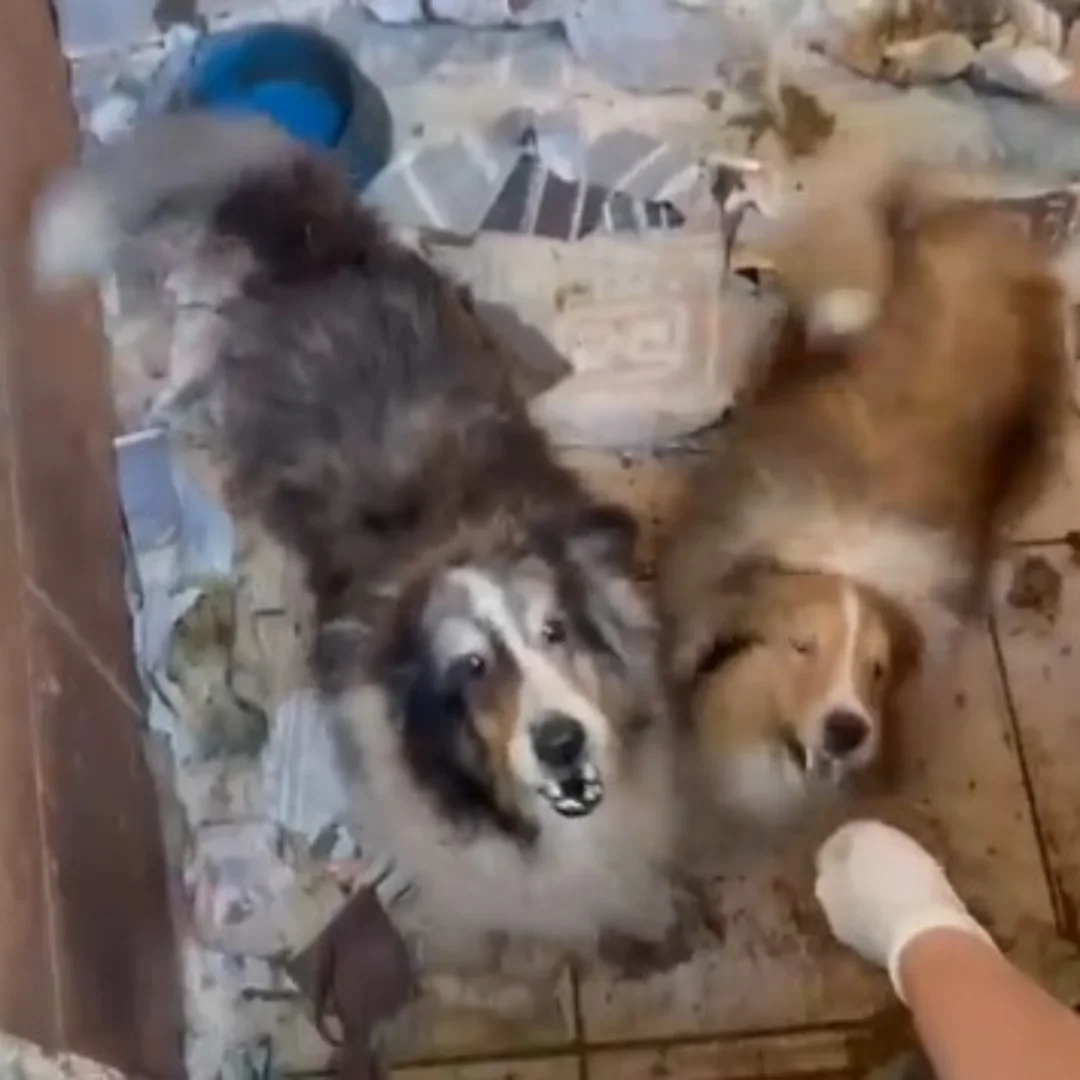 Escândalo animal: Prefeito prende dona de canil clandestino e resgata 80 cachorros em SP