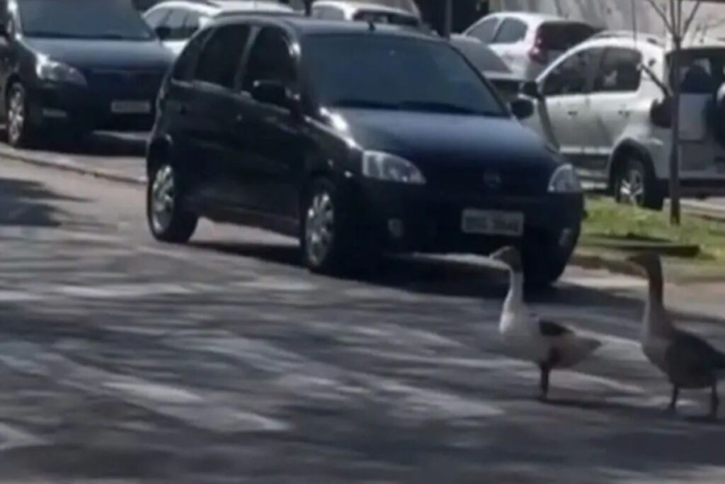gansos-utilizam-faixa-de-pedestres-e-param-o-transito-no-parana;-video