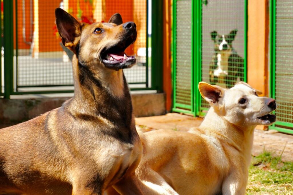 prefeitura-de-sp-faz-evento-para-adocao-de-animais-neste-sabado-(23/8)