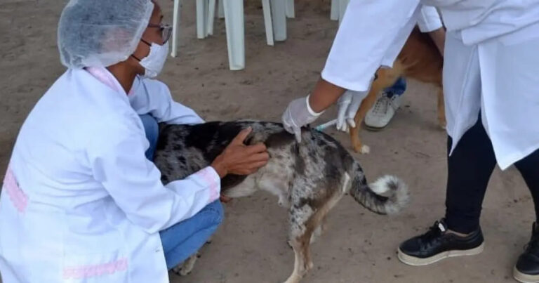 caes-e-gatos:-5-regioes-do-df-vacinam-contra-a-raiva-neste-sabado