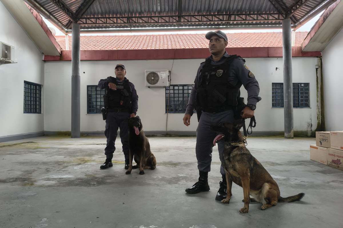 Traficantes escondem drogas em pirarucu para driblar cães farejadores