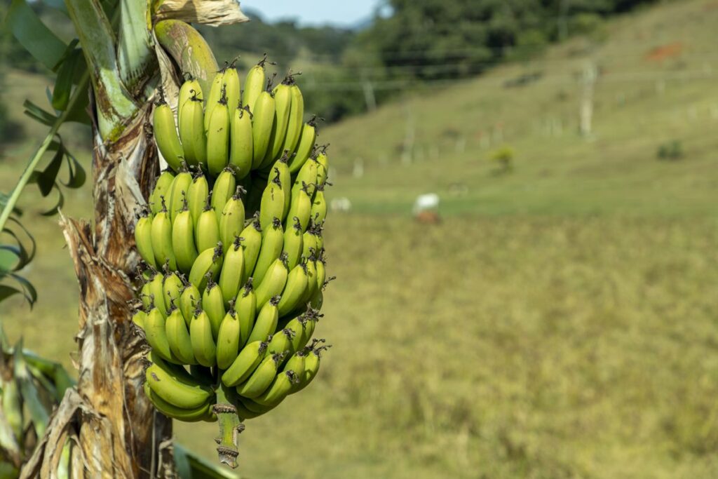 o-que-a-febre-oropouche-no-sudeste-tem-a-ver-com-o-plantio-de-bananas