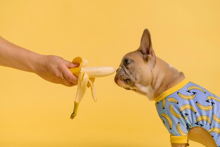 quatro-frutas-que-o-seu-cachorro-nao-pode-comer-de-jeito-nenhum