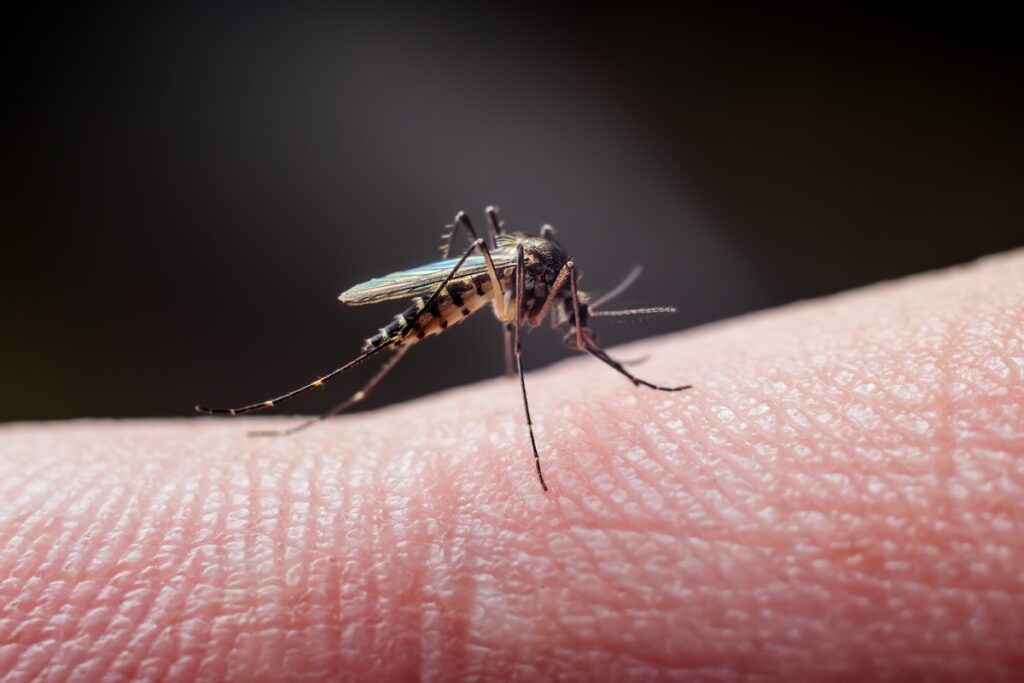 doencas-transmitidas-por-mosquitos-batem-recorde-na-europa