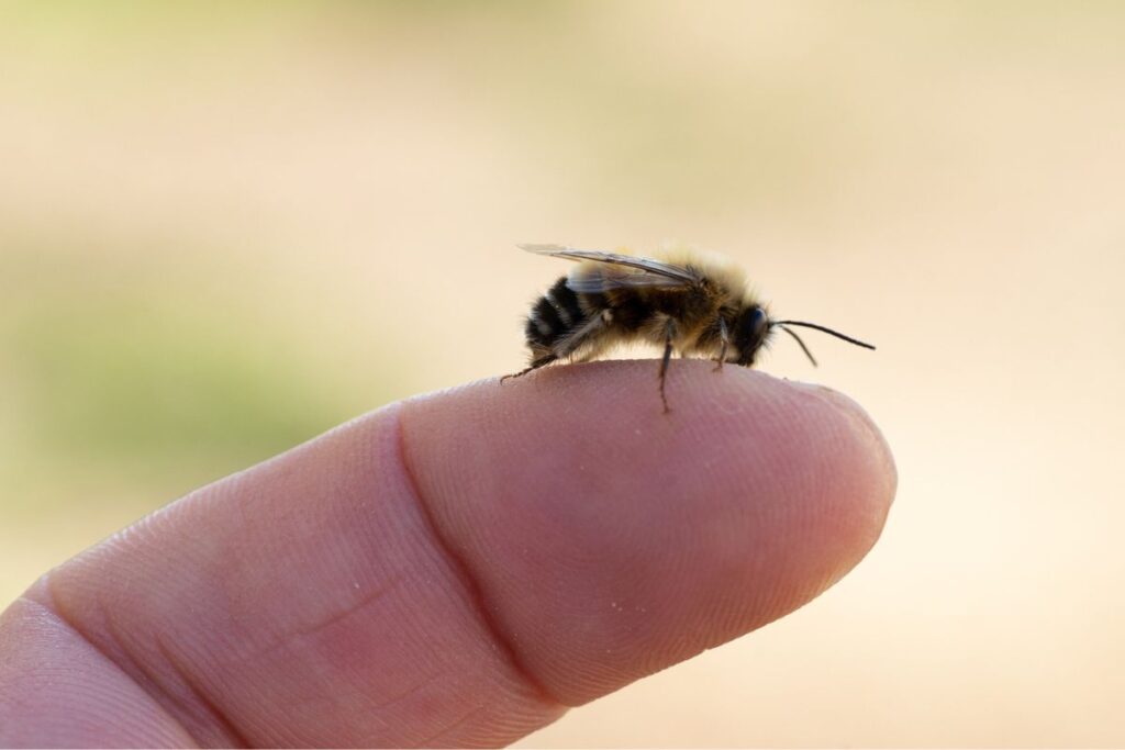 veja-o-que-fazer-e-o-que-evitar-se-for-picado-por-uma-ou-mais-abelhas