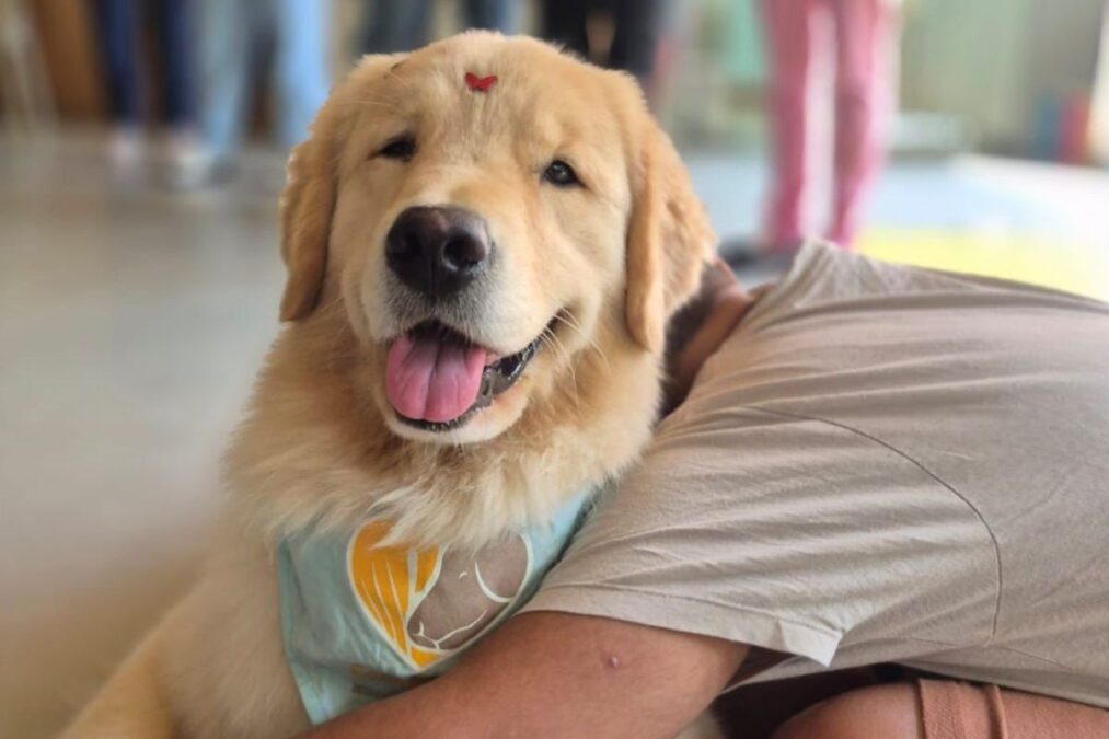 Dia Mundial do Cachorro: tutores compartilham histórias de cães heróis