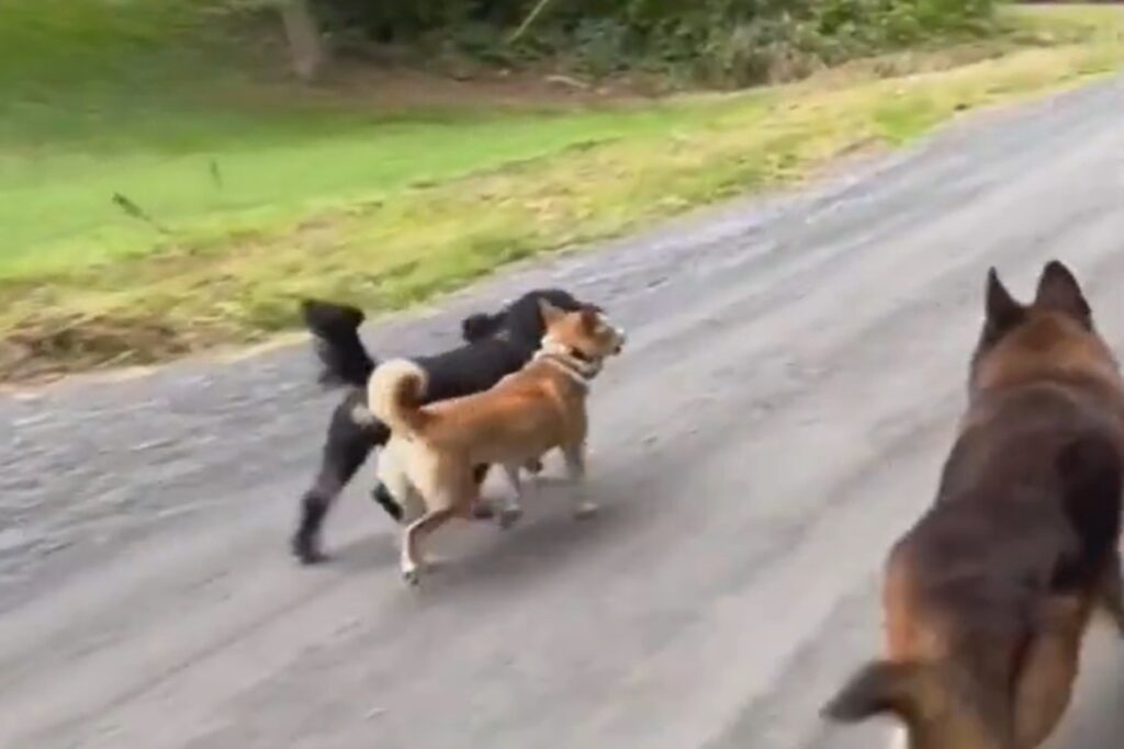 eua:-mortes-misteriosas-de-21-caes-em-internato-estao-sob-investigacao