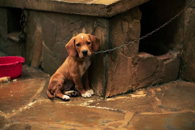 sp-proibe-acorrentar-pets:-entenda-como-funciona-a-lei-e-o-que-muda