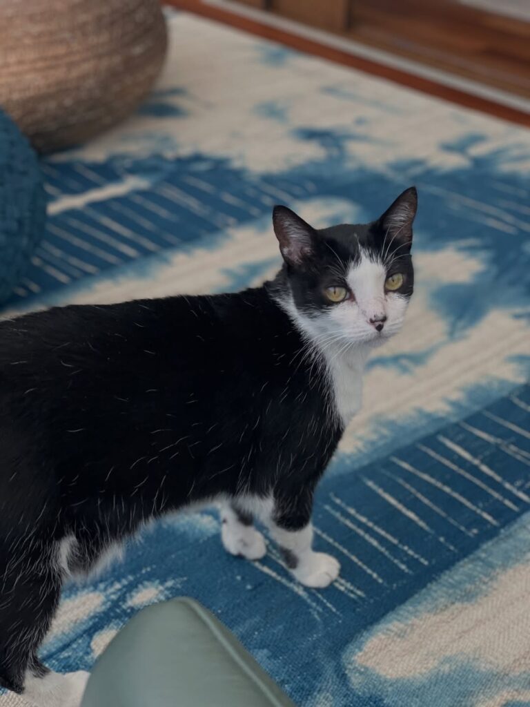 marina-ruy-barbosa-reencontra-gato-perdido:-“voltou-para-casa”