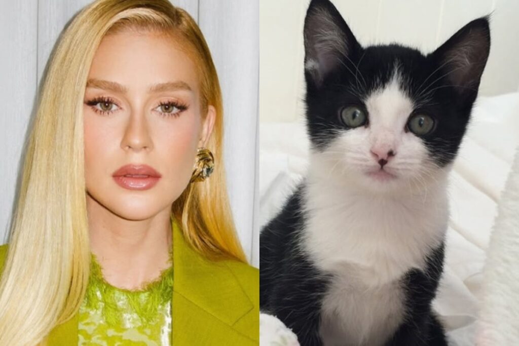 apos-horas-de-busca,-marina-ruy-barbosa-localiza-gato-joao