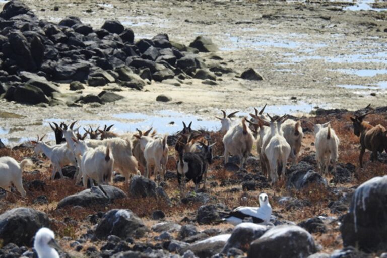 cientistas-estudam-cabras-que-viveram-isoladas-em-ilha-por-200-anos