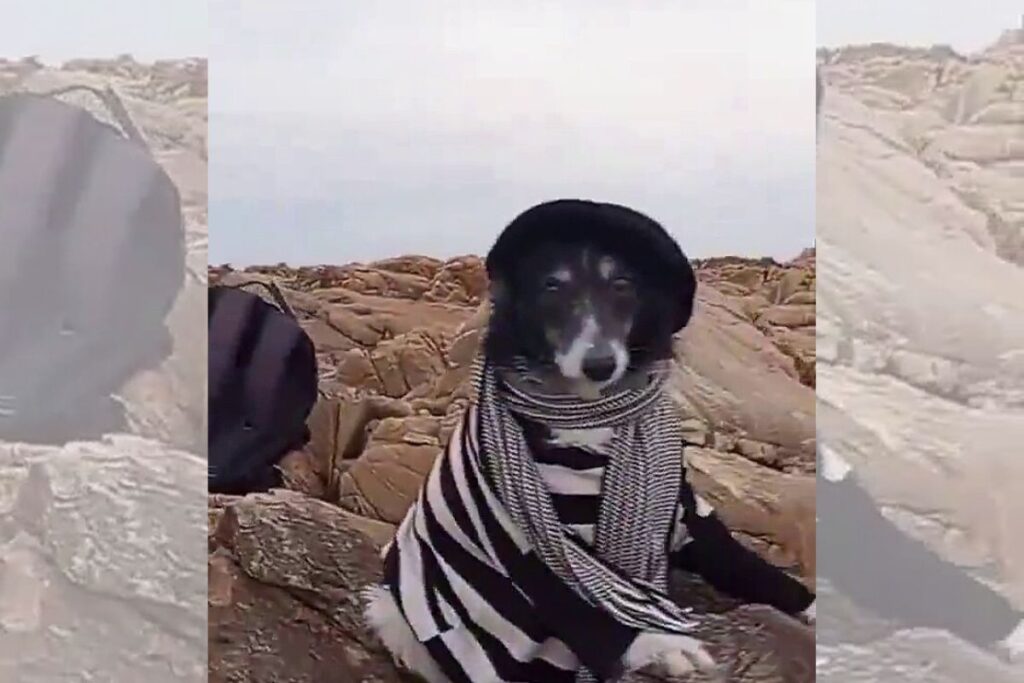 cao-foge-de-lar-temporario-e-percorre-10-km-para-ver-tutor-em-hospital