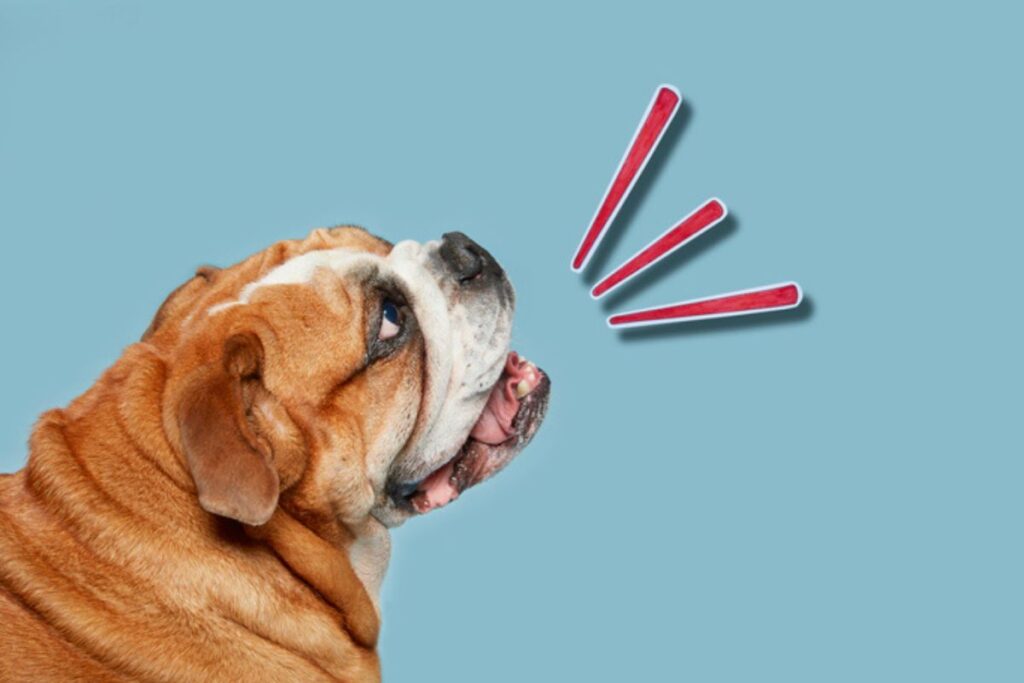 saiba-o-que-fazer-se-seu-cachorro-estiver-latindo-excessivamente