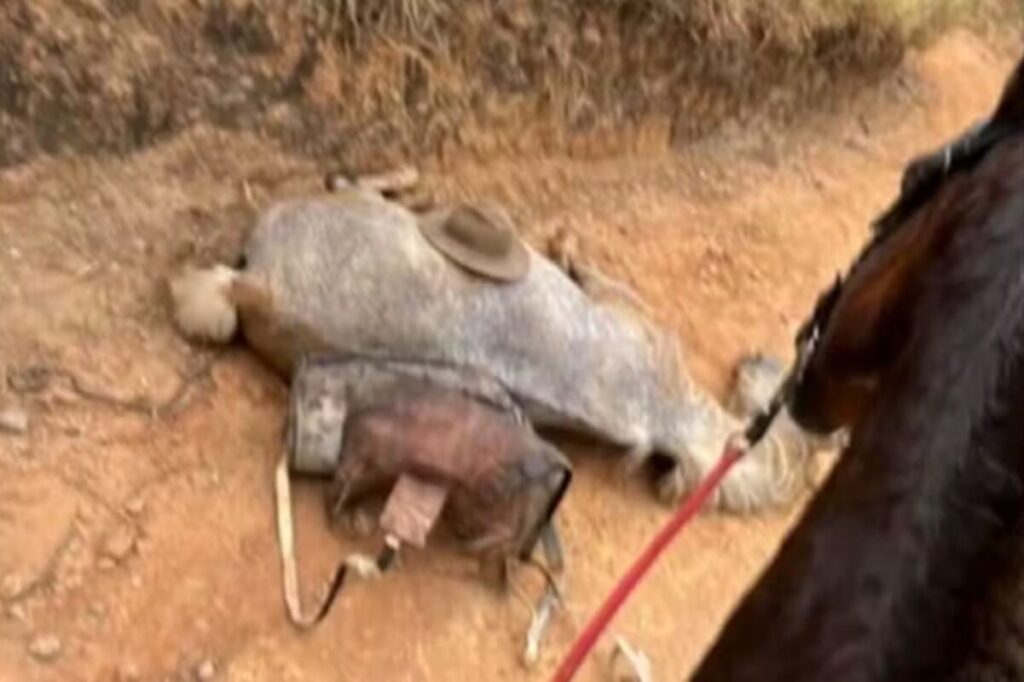 cavalo-estava-vivo-quando-foi-mutilado-por-tutor-em-sp,-diz-delegado