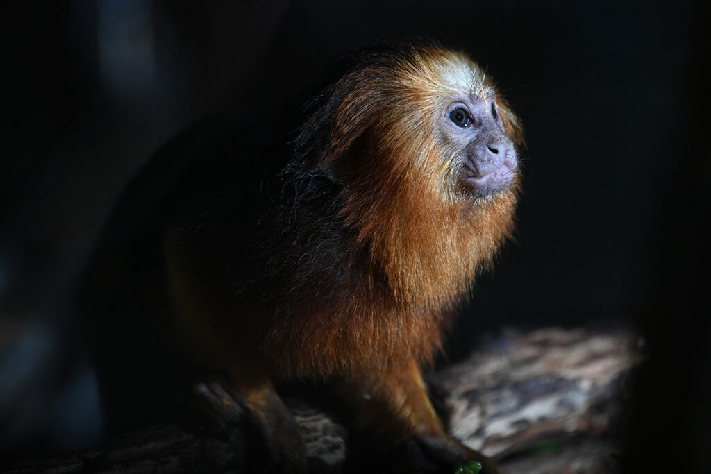 saiba-quais-sao-os-animais-que-correm-mais-risco-de-extincao-no-brasil