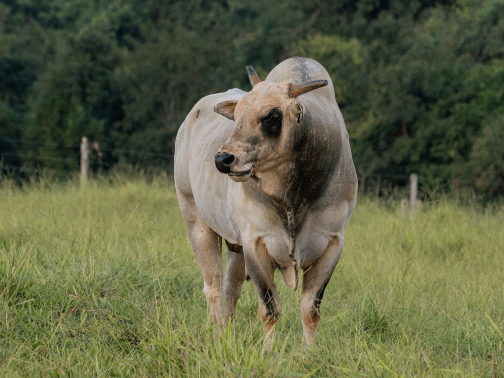 barretos-2025:-touro-da-cia-tercio-miranda-participa-do-desafio-do-bem