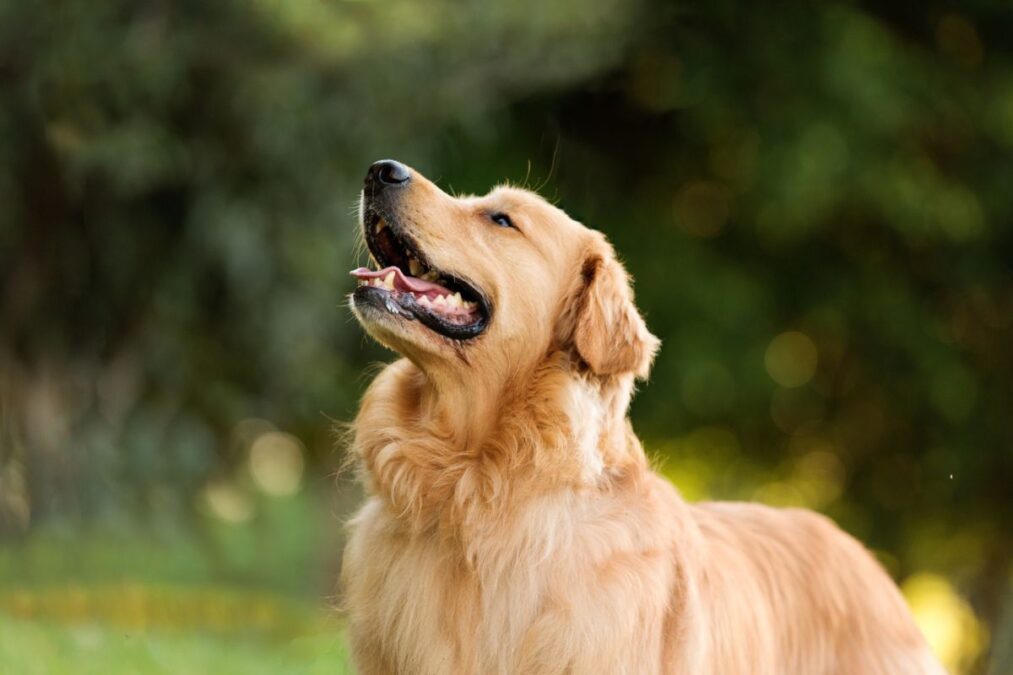 Reação de golden retriever à chegada de bebê em casa emociona a web