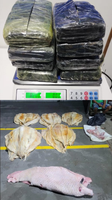 Criminosos escondem cocaína e skank em pirarucu e colocam comunidades em risco