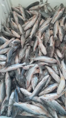 Preço do mandim em Sena Madureira é de R$ 10 o quilo nesta segunda-feira.