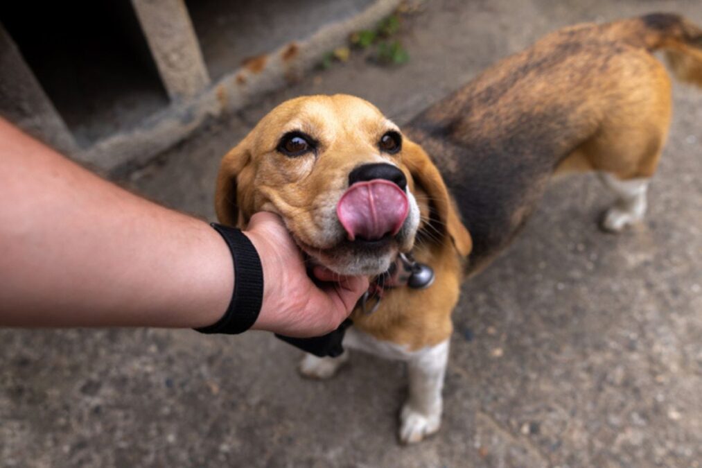 Adotei um cachorro de rua, e agora? Veja cuidados e primeiros passos