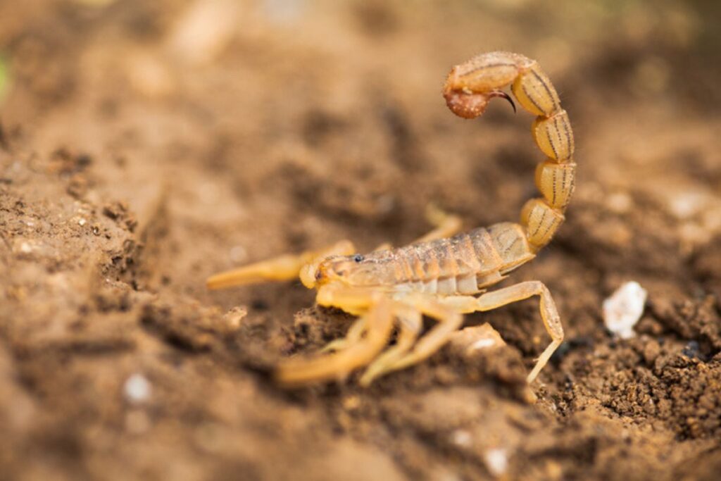 5-plantas-que-atraem-escorpioes-amarelos-para-evitar-ter-em-casa