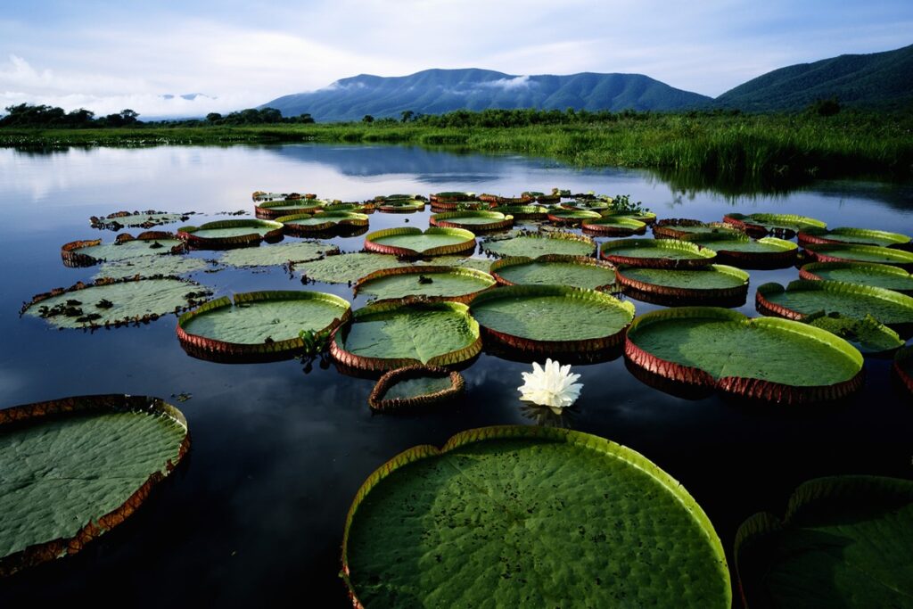 “no-shape”!-vitoria-regia-sustenta-83-kg-e-ganha-concurso-nos-eua