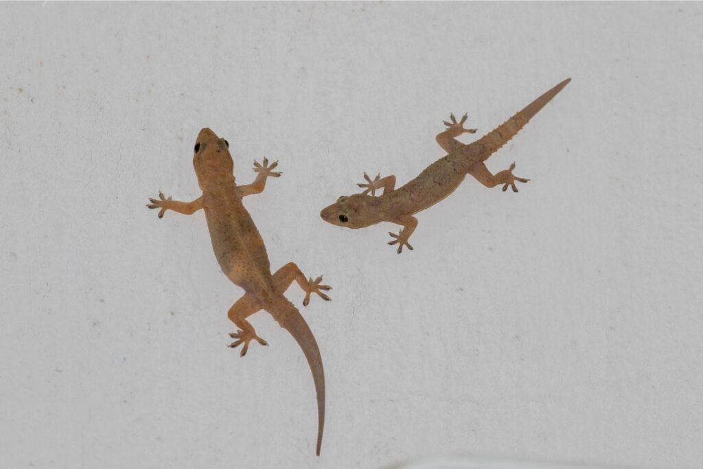 oficial-de-justica-diz-que-nao-intimou-suspeito-por-causa-de-lagartixa