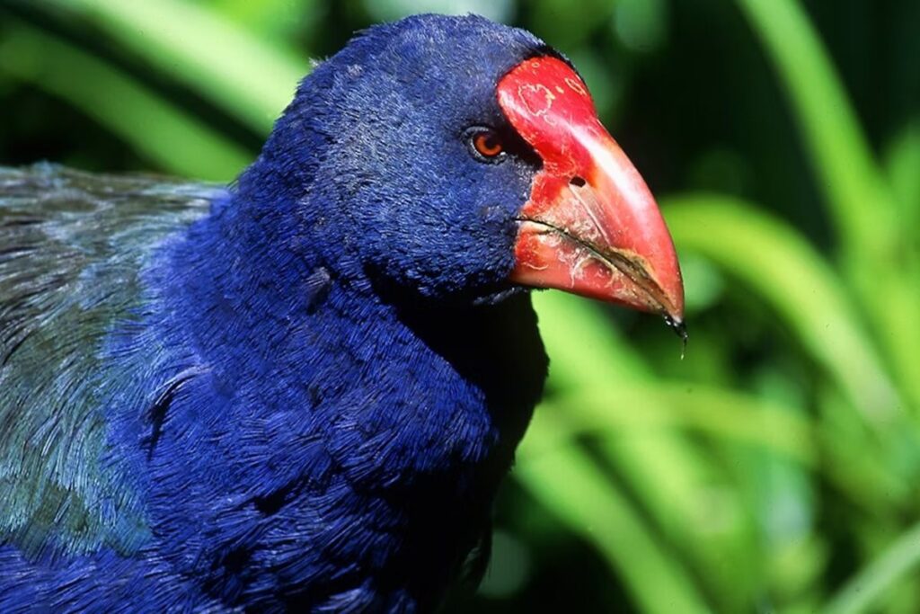 conheca-o-takahe:-a-ave-pre-historica-extinta-que-voltou-a-aparecer
