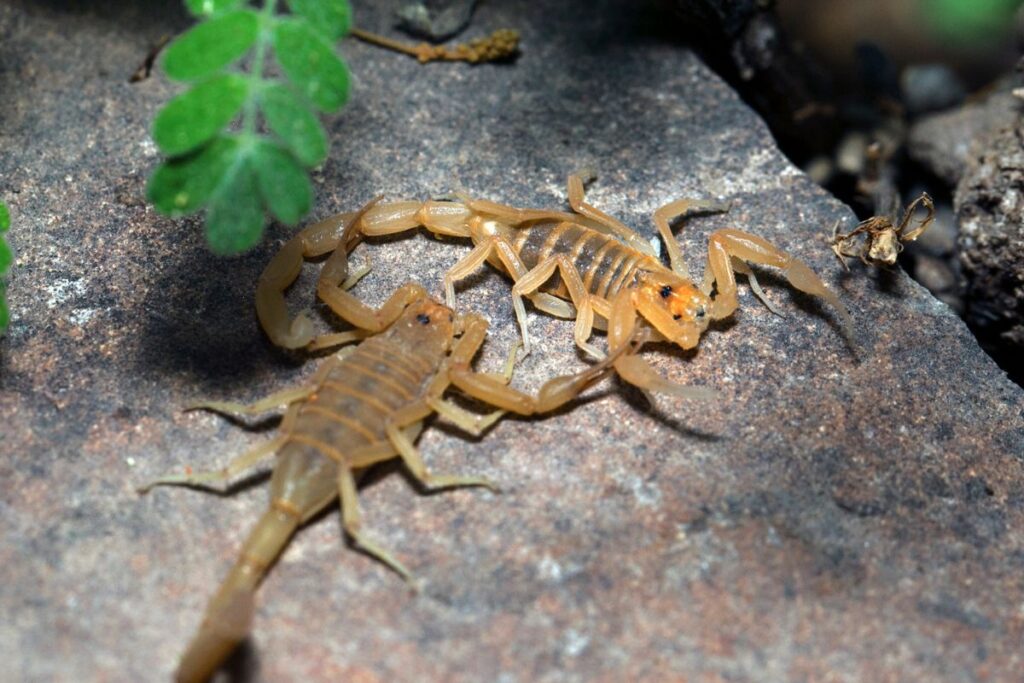 mito-ou-verdade:-agua-sanitaria-espanta-escorpioes?-biologo-responde