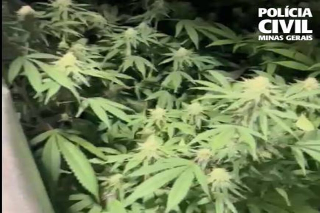 biologo-e-preso-em-bh-por-cultivar-maconha-e-ensinar-a-produzir