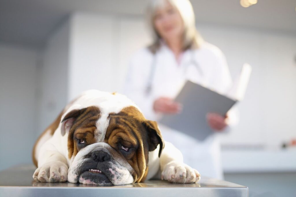 veterinaria-alerta-para-riscos-da-dirofilariose,-doenca-fatal-aos-pets